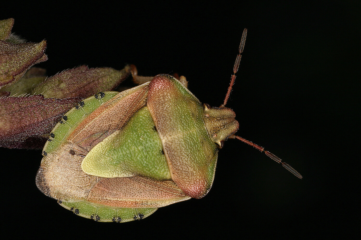 Die Korbblütlerwanze Antheminia lunulata (Gefährdungskategorie: EN, stark gefährdet) ist aktuell nur mehr von wenigen, isolierten Trockenstandorten im Osten Österreichs bekannt. Die Korbblütlerwanze Antheminia lunulata (Gefährdungskategorie: EN, stark gefährdet) ist aktuell nur mehr von wenigen, isolierten Trockenstandorten im Osten Österreichs bekannt.