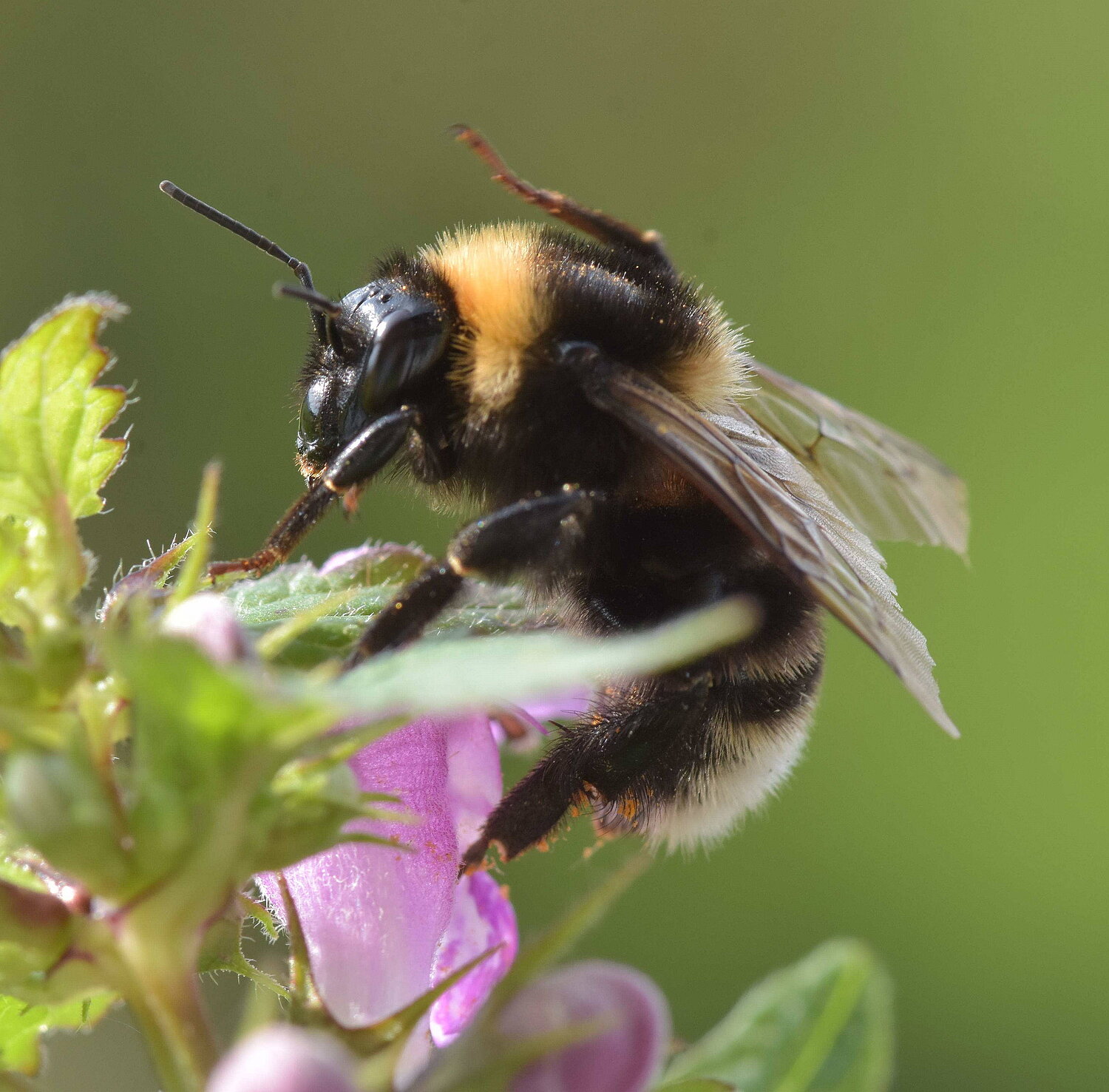 Foto Bombus subterranus
