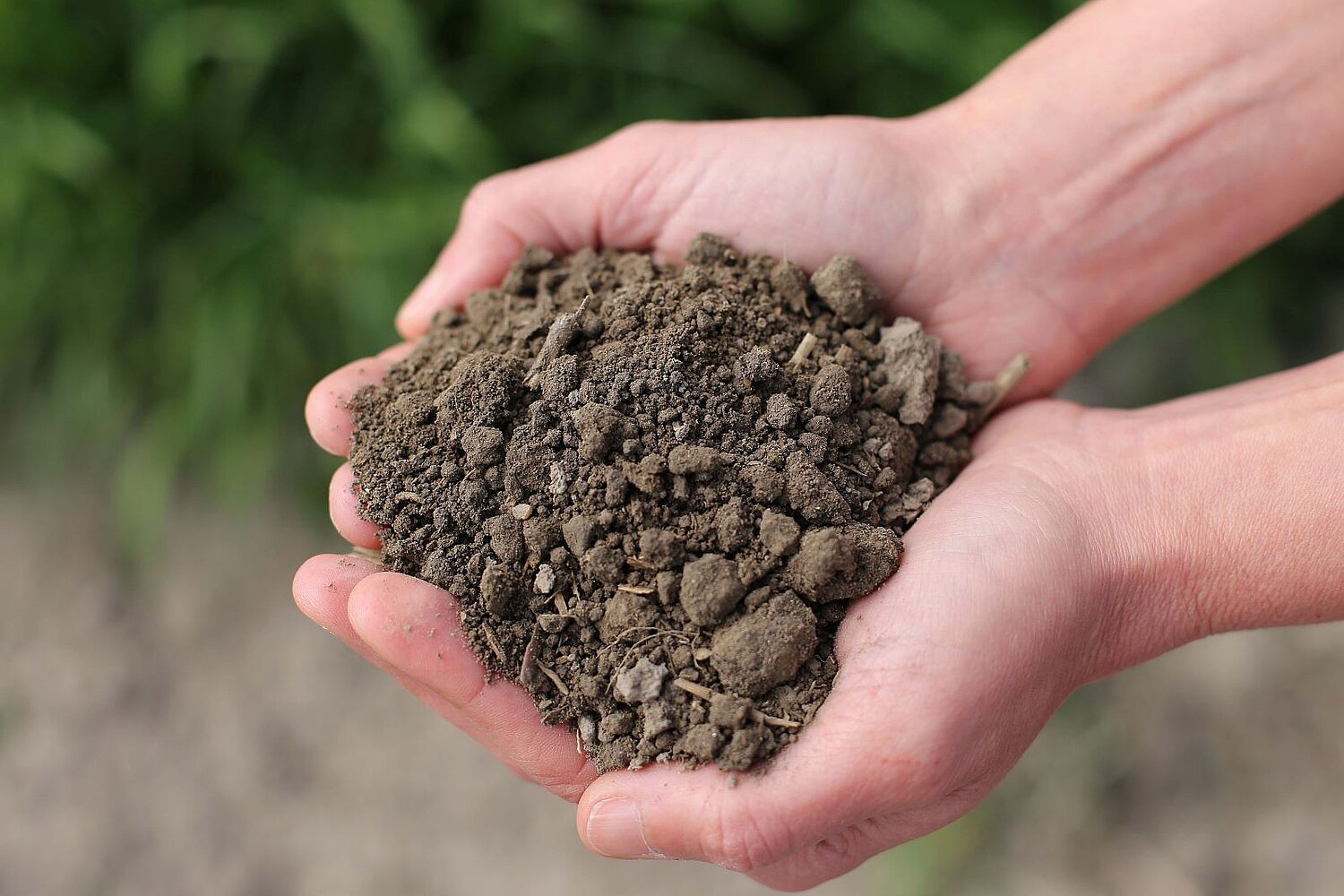 Erde Hands holding soil