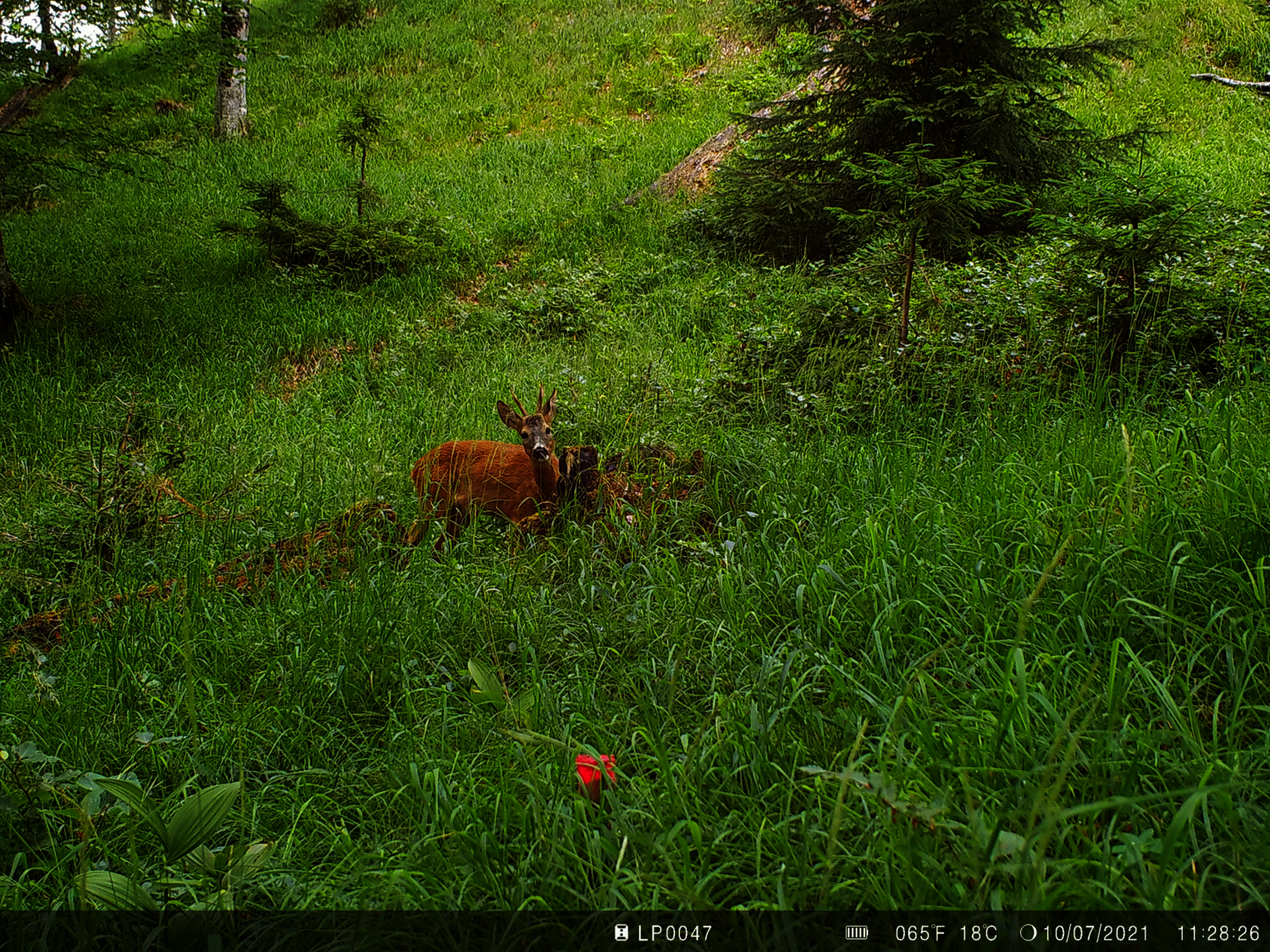 deer at the long-term monitoring site Zöbelboden